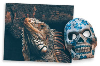 The night of the Iguana (2021)
