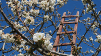 (Somewhere) beyond the cherry trees (2021)