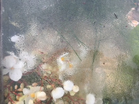 Το σχολείο των γυναικών (2021)